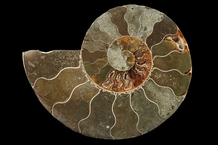 Bargain, Agatized Ammonite Fossil (Half) - Madagascar #85215